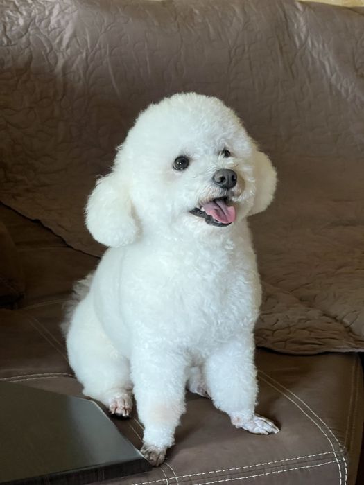 Вязка Бишон Фризе