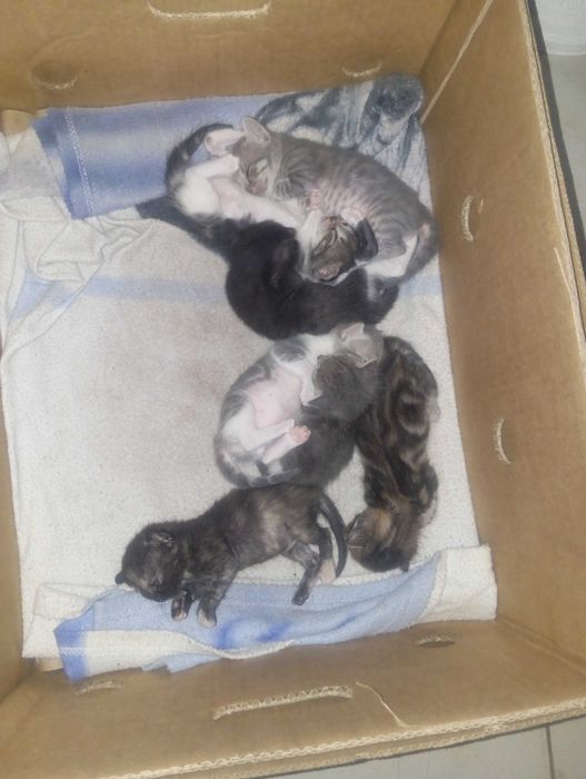 Gatinhos para doar