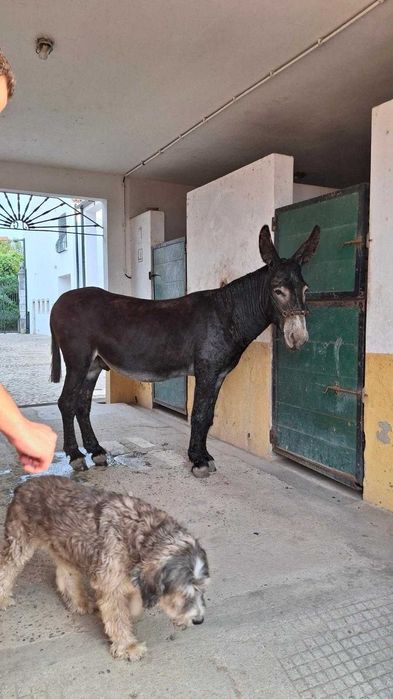 Vendo Cobrições Burro Mirandês Puro / Orçamento