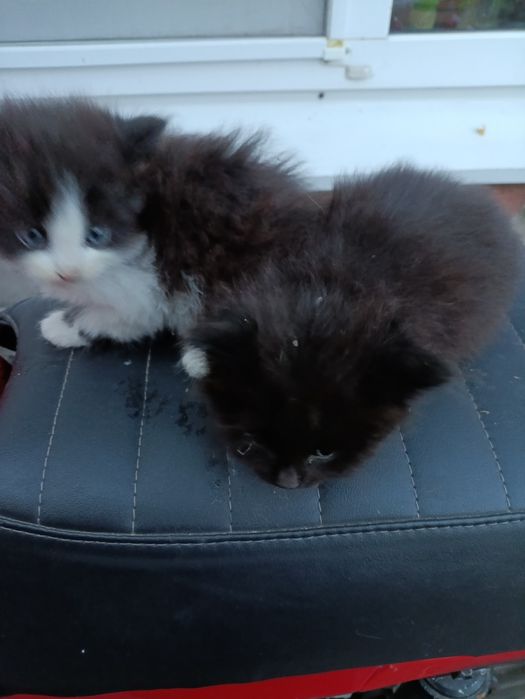 Віддам кошенят в добрі руки.