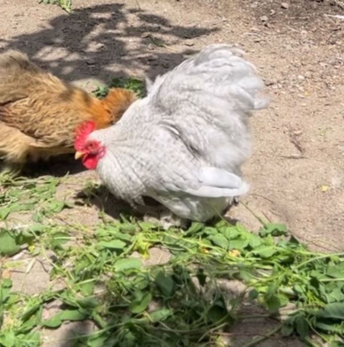 Macho Pequim lavanda