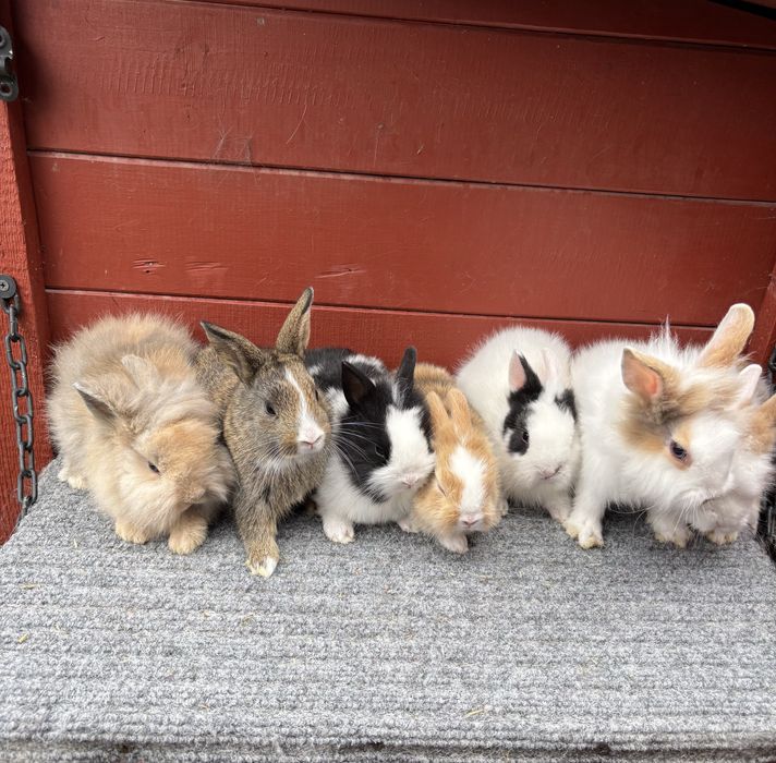 Króliczki mianiturki do domu lub na dwór