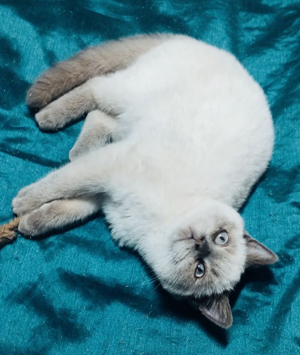 Чистокровні кошенята Шотландської породи