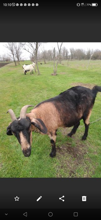 Продам козу 4000грн