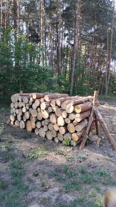 Sprzedam sosne 120 za metr