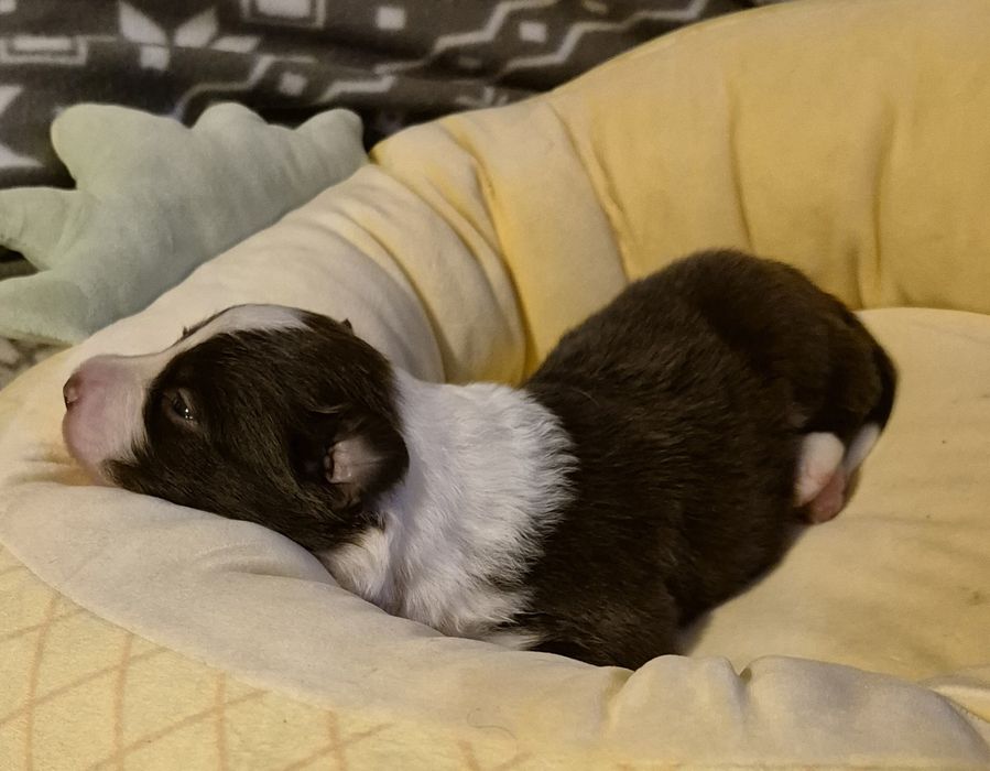 Piesek border collie