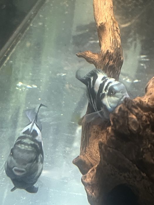 Casal Hybrid Blue Tiger Parrot fish Adultos!
