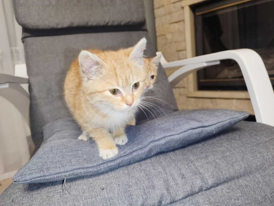 Кошеня, руде Таббі