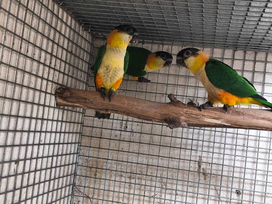 Casal Marianinhas Cabeça Preta 2025