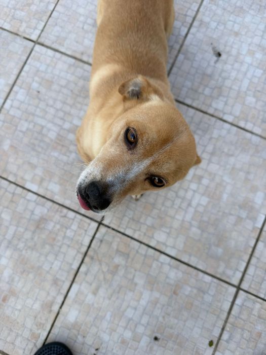 Caozinho arracado para adocao RESPONSAVEL!!