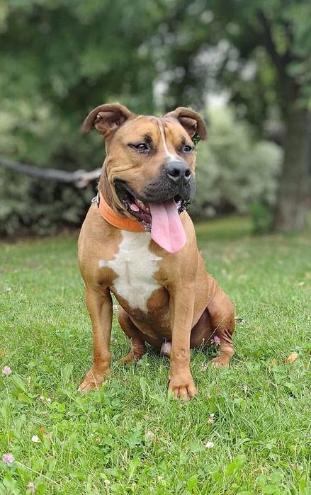 Ozyrys - pies ttb do adopcji