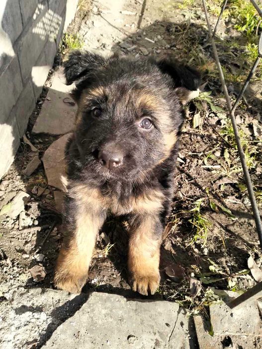 Німецька вівчарка