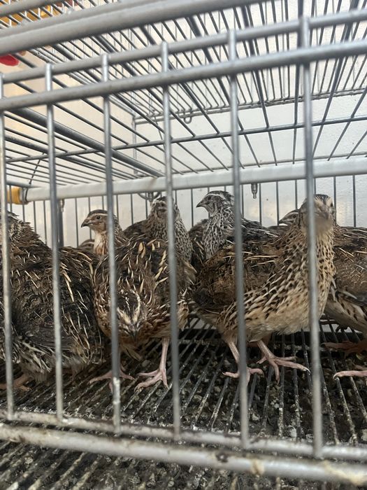 Jaja przepiórcze lęgowe