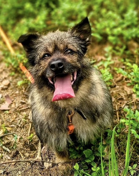 Śliczny mały Boberek do adopcji
