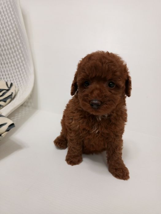 Той- Пуделя хорошої якості!