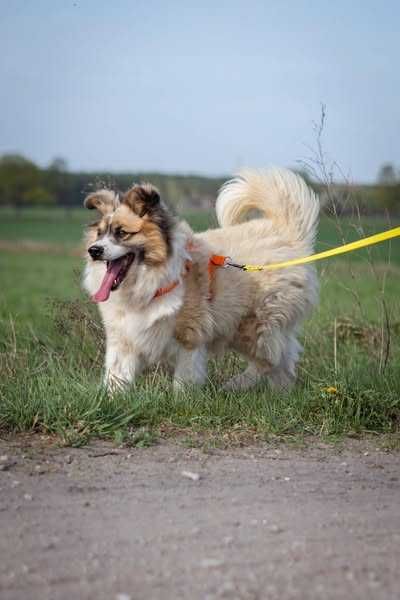 Przyjazny łagodny Malo szuka domku