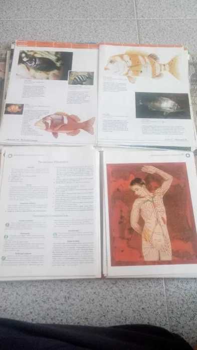 Conjunto colecções enciclopédicas jornal Público e outros