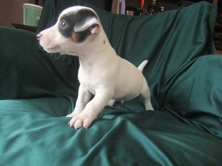 Jack Russel Terrier macho