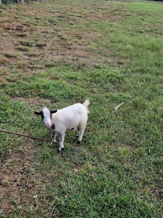 Vendo cabras anãs
