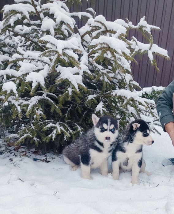 Сибірський хаскі - милі цуценята