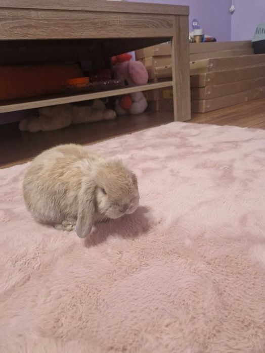 Królik mini lop z akcesoriami