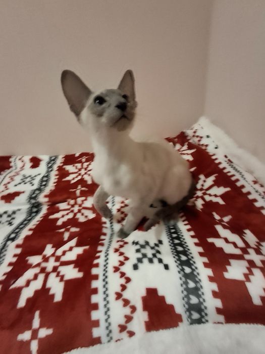 Орієнтальний   котик  блю поинт