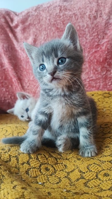 Нереально  гарні  блакитноокі котики