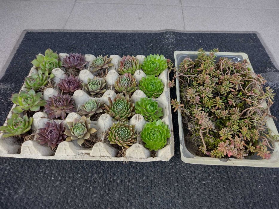 rojniki do aranżacji ogrodu skalnego