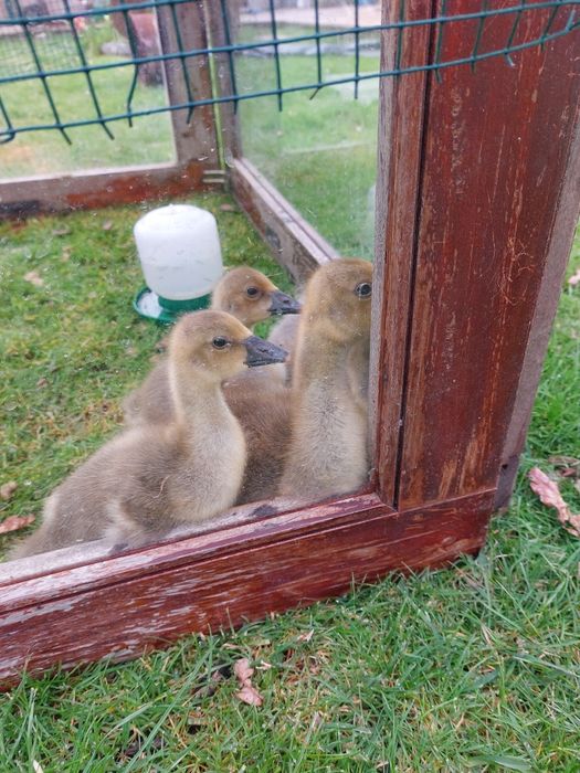 Vendo Gansos e Perus de várias idades