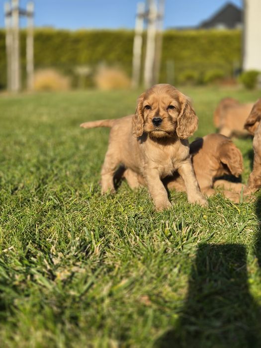 Cocker spaniel złoty
