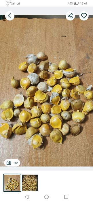 Czosnek słoniowy cebulki przybyszowe