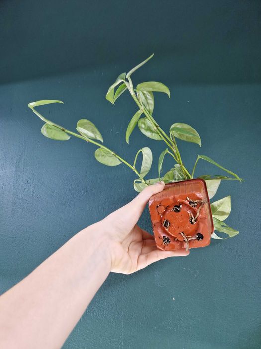 Кімнатні рослини