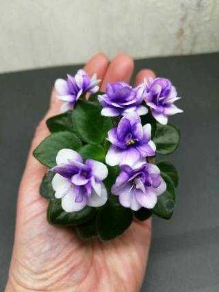 Мині фиалки листочкі