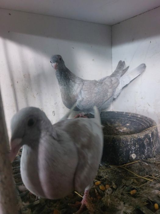 Golebie pocztowe reduced  rubella