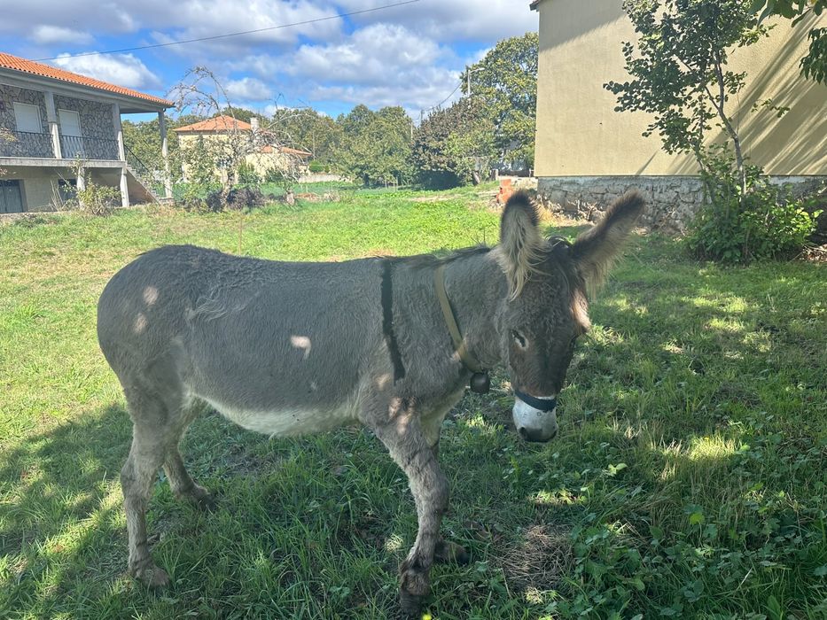 Burra muito mansa