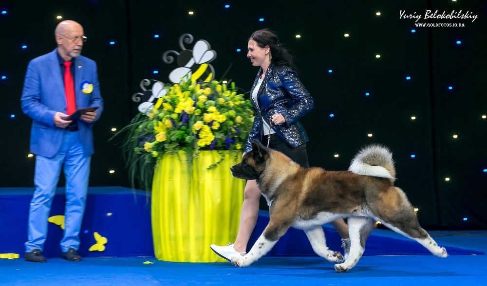 Малюки Американська Акіта, рідкісні крові, розплідник КСУ