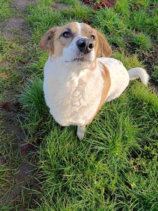 Pikuś poleca się do adopcji