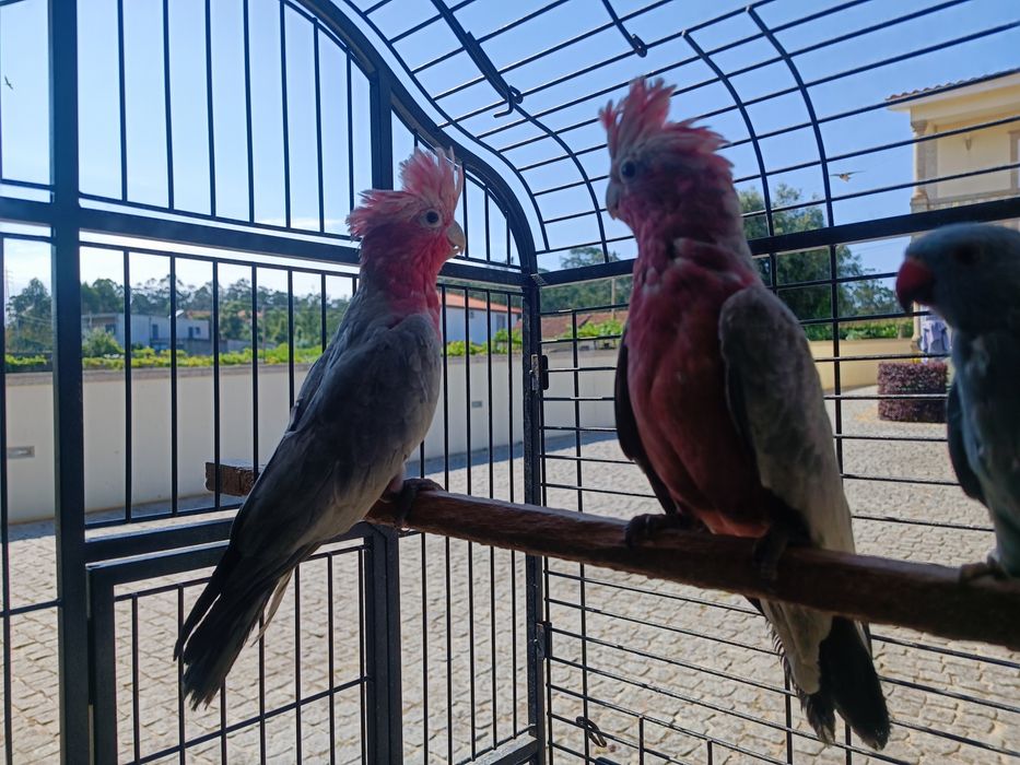 Catatuas   Galah