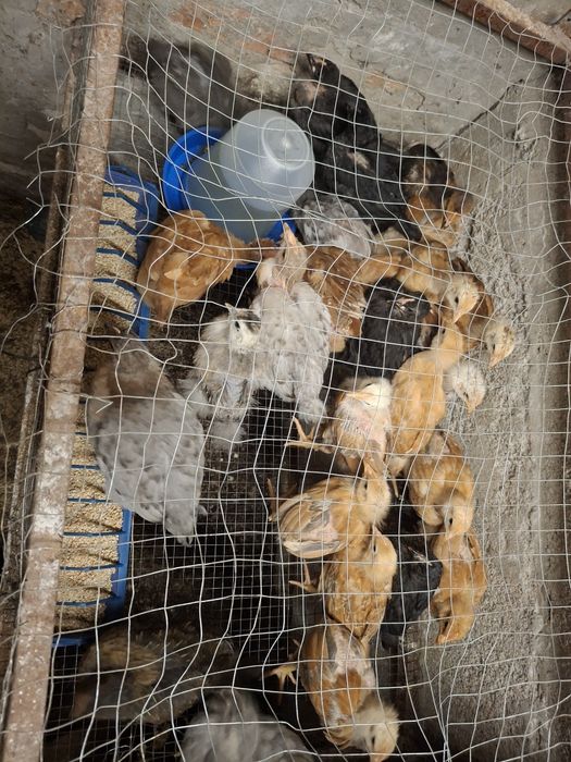 Продажа полутора месячных цыплят Домината