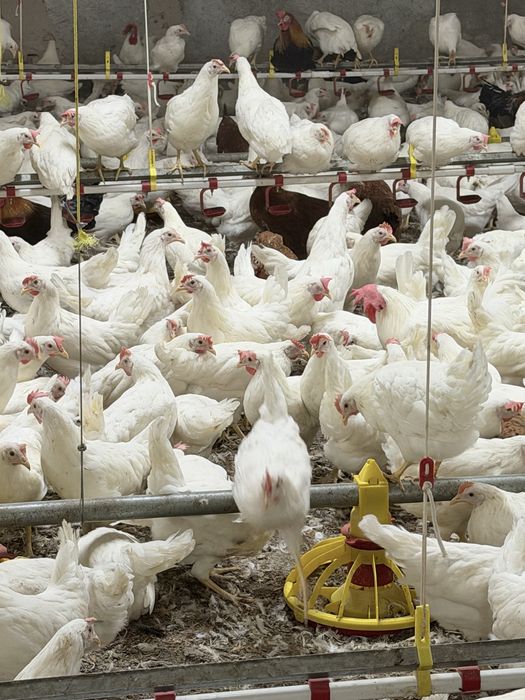 Kury nioski Leghorn 20 tyg niosa jaja
