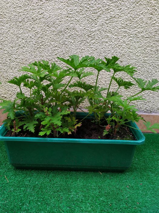 Kwiaty geranium anginka