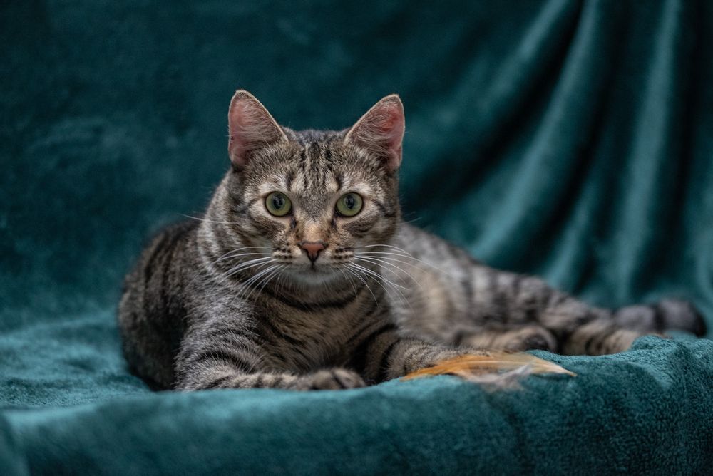 Uroczy kotek ANCYMON szuka kochającego opiekuna/Poznań