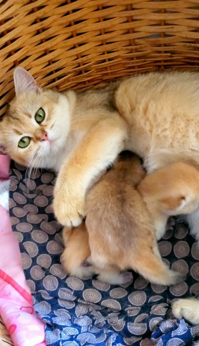 Котята золотая шиншилла,  есть вислоушки