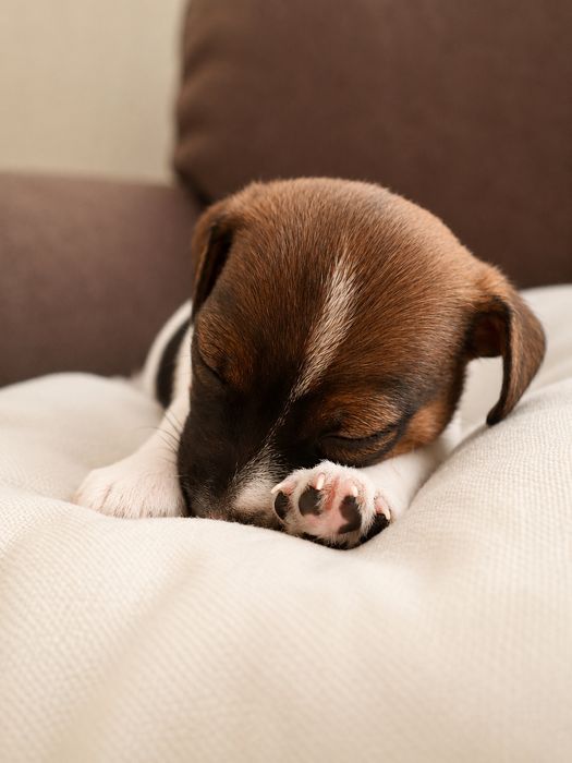 Piesek Jack Russell Terrier