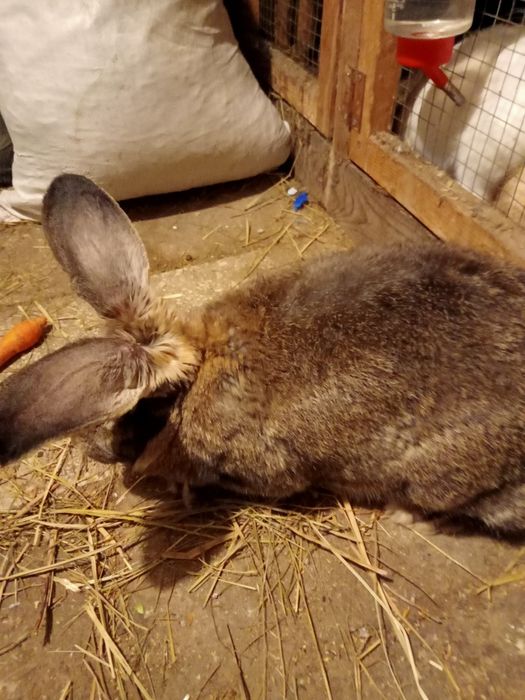 Króliki samiec samica
