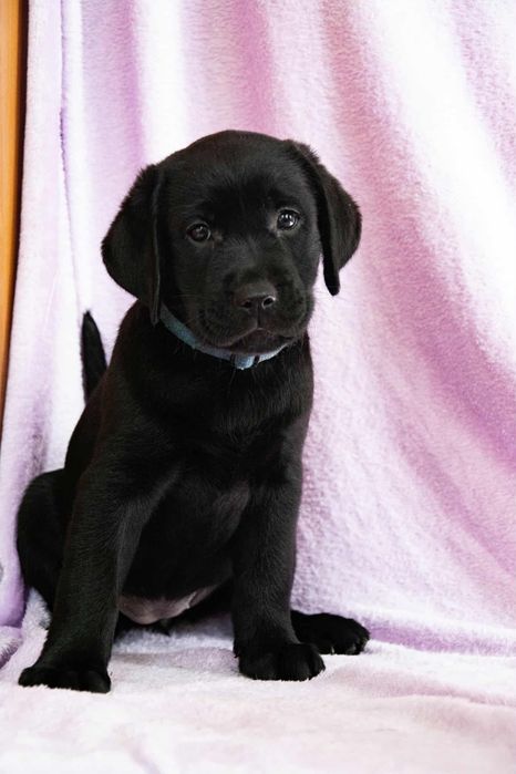 Пропонуємо цуценят лабрадора