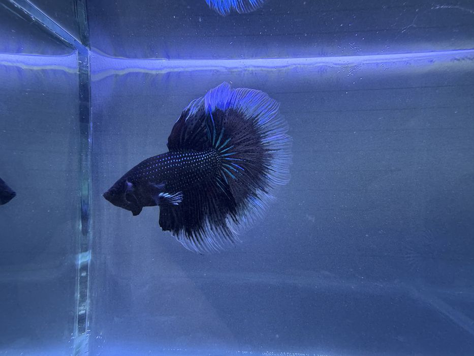 Casal de Bettas Black Orchid Butterfly Halfmoon