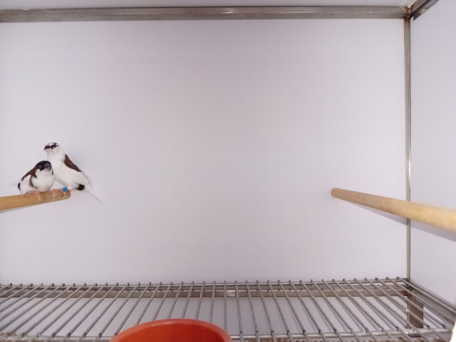 Bengalins de Exposição