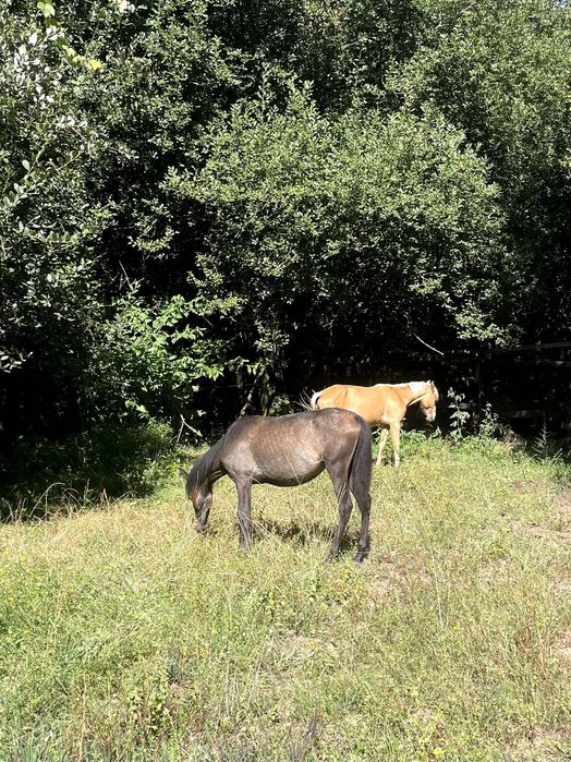 Poldra para venda
