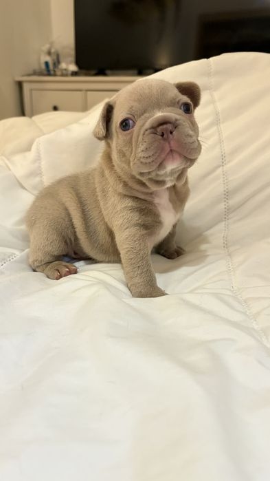 Bulldog francês Isabella